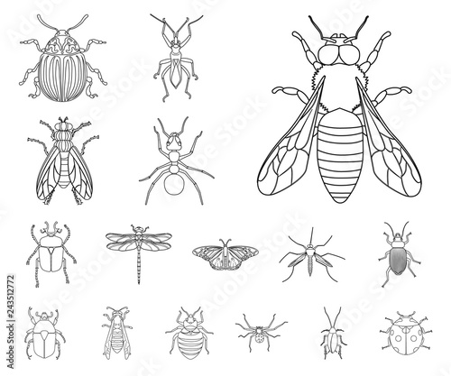 Vector illustration of insect and fly icon. Collection of insect and element stock vector illustration.