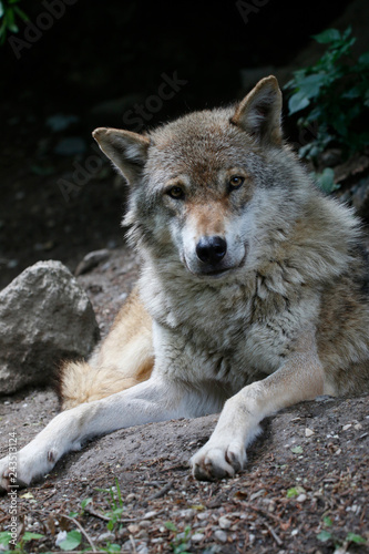 Wolf  Canis lupus  von vorne