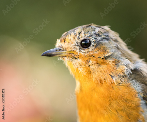 Close up of a European robin moulting his feathers