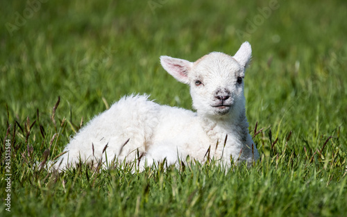 Obraz na plátně Cute young sheep laid down on green grass