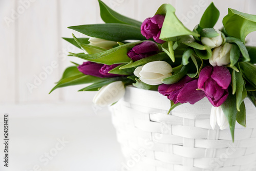 Fototapeta Naklejka Na Ścianę i Meble -  Bouquet of white and purple tulips in basket in front of white wooden wall. Top view. Flat lay. Copy space. Valentines day, mothers day, birthday, wedding celebration concept.