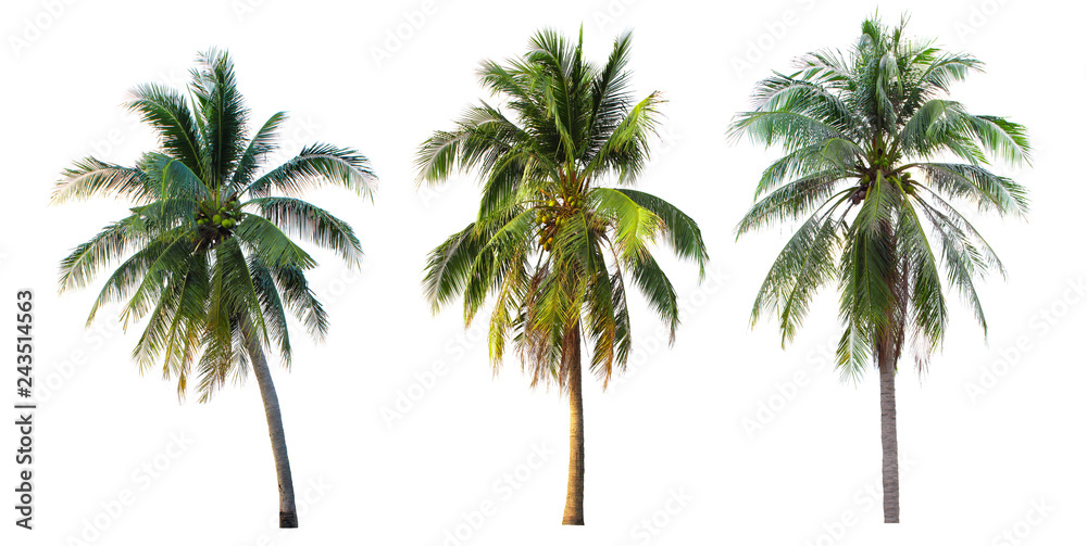 Coconut tree