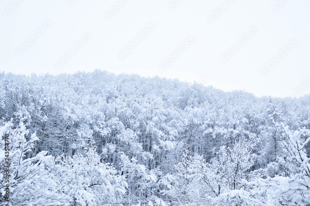 Landscapes of the winter forest with falling snow - wonderland park with snowfall. Snowy winter landscape scene - Image Landscapes of the winter forest with falling snow - wonderland park with snowfall. Snowy winter landscape scene - Image