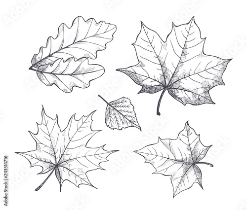 Fall Autumn Season Leaves Sketch Outline Vector