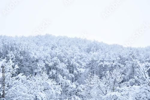 Landscapes of the winter forest with falling snow - wonderland park with snowfall. Snowy winter landscape scene - Image