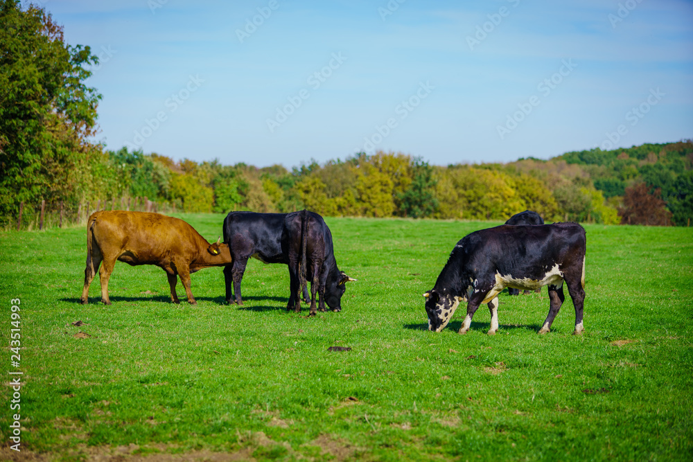 cows in a grassy field cows in a grassy field