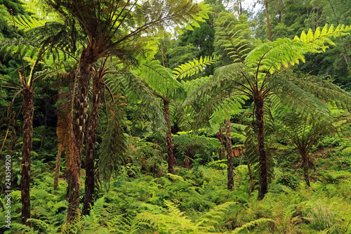 Forest in Caldeira Velha, north slope of the Fogo Volcano, Sao Miguel Island, Azores, Portugal