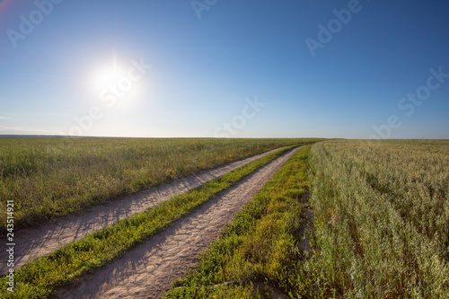 Dirt road in the field, going beyond the horizon. Sunbeam illuminates the fields of wheat.