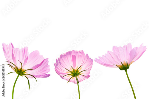 Cosmos flower isolated on white background - clipping paths