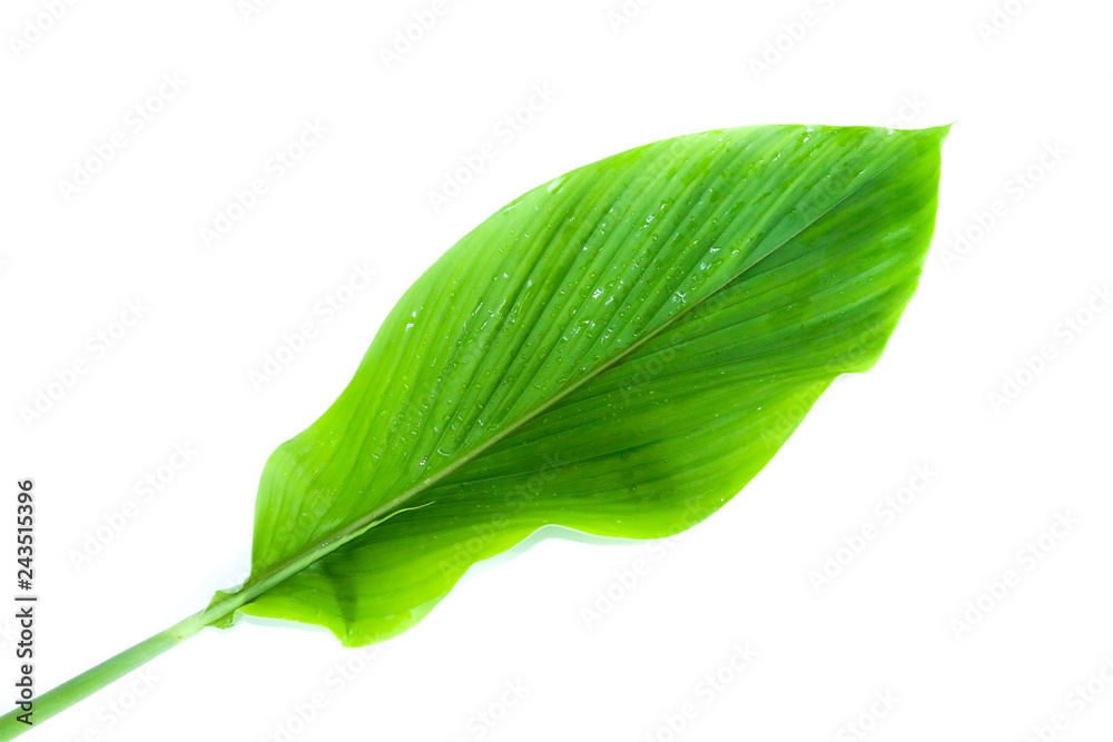 Obraz premium Curcuma Close up