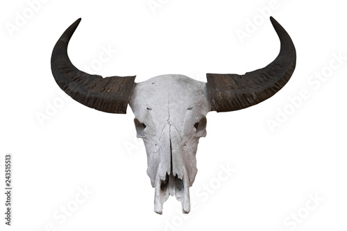 Buffalo isolated on white background - clipping paths