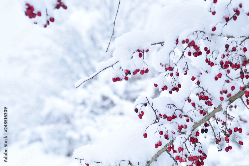  Red hawthorn berries under the snow cover
