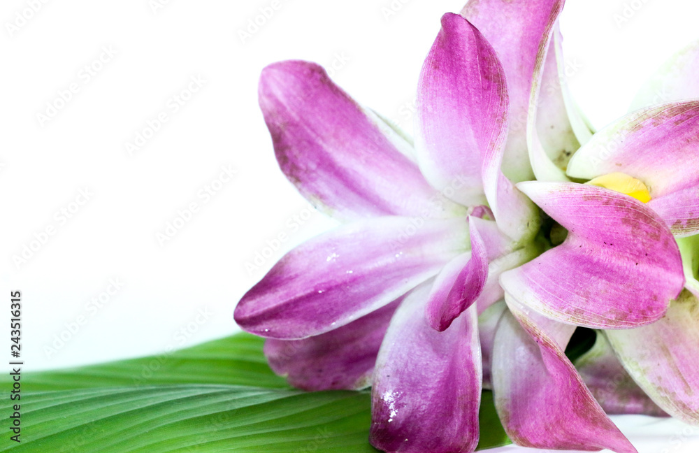 Fototapeta premium Curcuma Close up