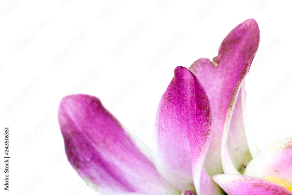 Curcuma Close up