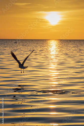 Birds in sunset