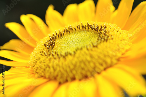 Blooming sunflower with blur background