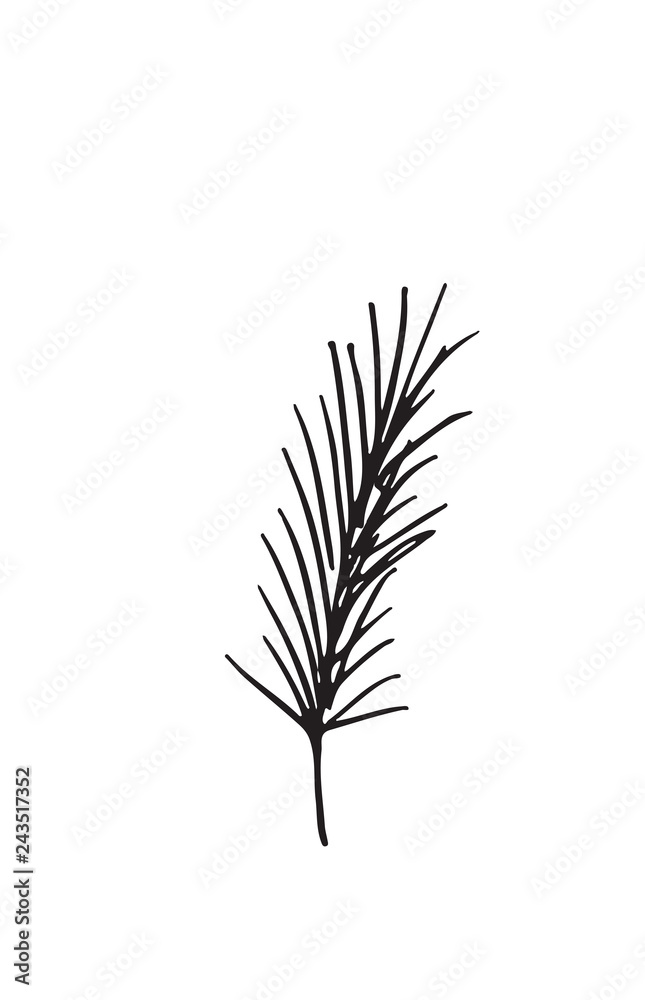 Fototapeta premium Odręczny szkic rośliny, na białym tle. Streszczenie ilustracji wektorowych lato.