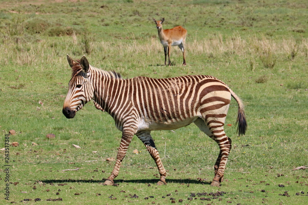 Naklejka premium Hartmanns Bergzebra