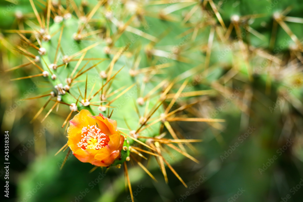 wild desert cactus flower blooming green garden wild desert cactus flower blooming green garden