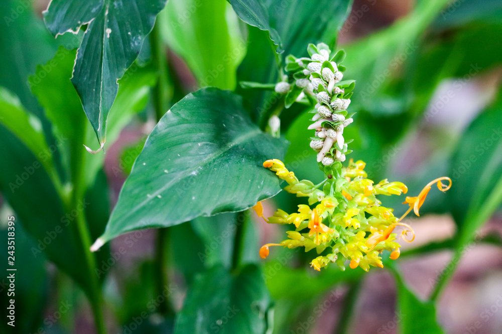 Globba winitii C.H.Wright flowers will bloom during May to November Globba winitii C.H.Wright flowers will bloom during May to November