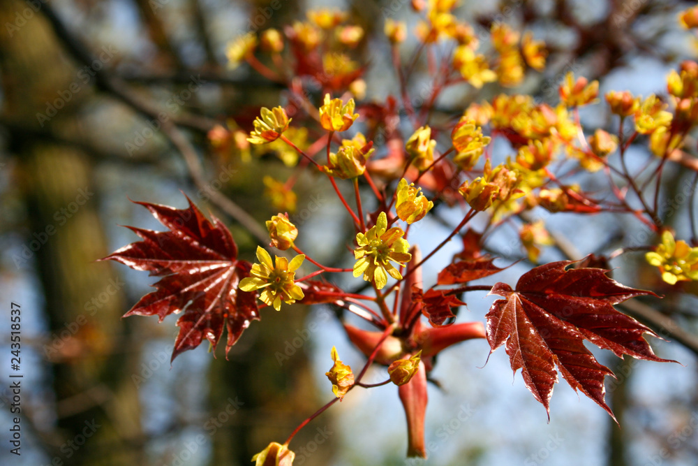 Young leaves of maple growing in the spring against blurred trees Young leaves of maple growing in the spring against blurred trees