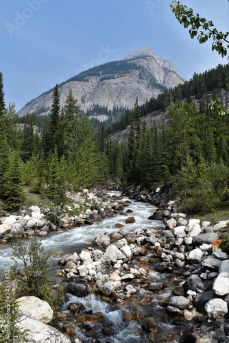Creek flowing between tall pines