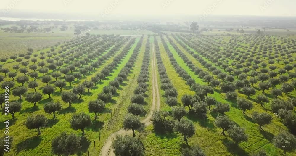 Drone aerial video of flowery Giant olive grove in Alentejo Portugal