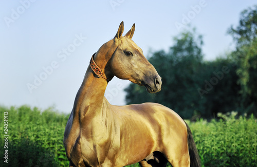 Portrait of buckskin horse looking to the right while standing outside in the field. Horizontal,sideways