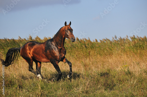 Bay powerful Akhal-Teke galloping through the field in summer. Vertical, side view. © arthorse