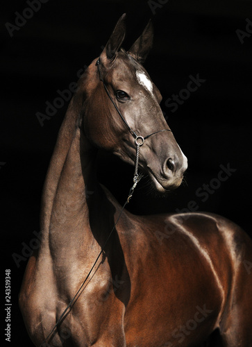 Portrait of black Akhal-Teke stallion in thin show halter  looking to the right. Vertical photo  isolated on black background three quarter.