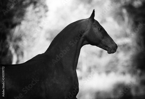 Portrait of beautiful Akhal-Teke stallion in profile on blurry background. Horizontal photo, side view, black and white.