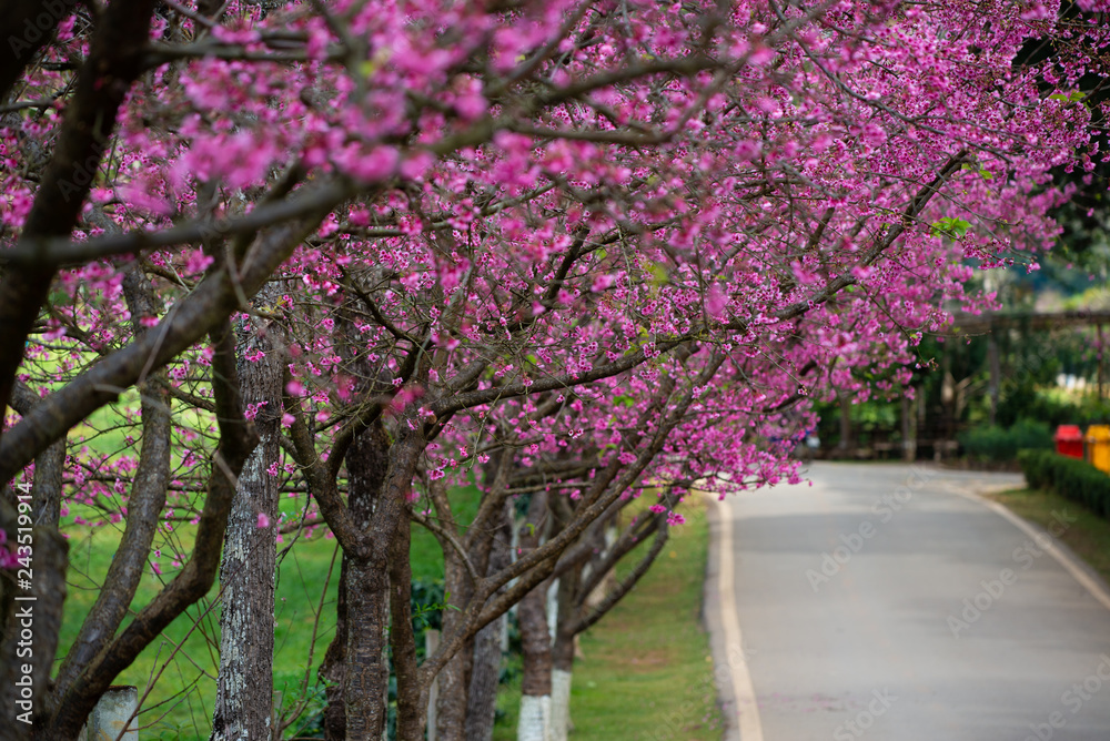 Pink sakura with beautiful road Doi Ang Khang, Chiang Mai , Thailand