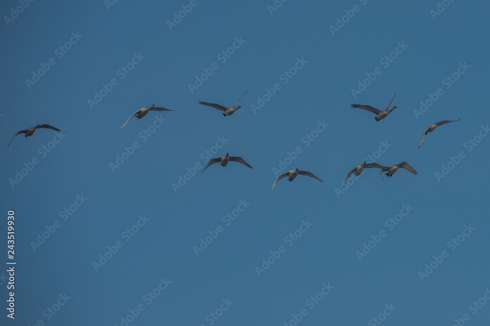 Flying white whooping swans, Altay, Siberia Russia Flying white whooping swans, Altay, Siberia Russia