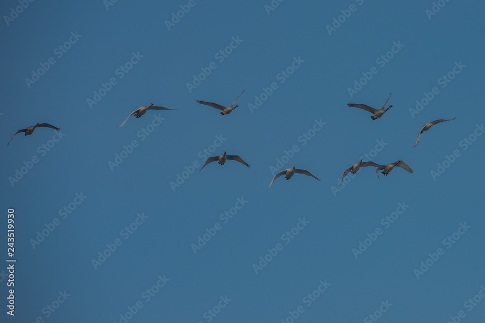 Flying white whooping swans, Altay, Siberia Russia