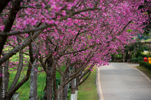 Pink sakura with beautiful road Doi Ang Khang  Chiang Mai   Thailand