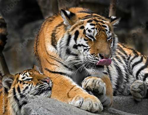 Fototapeta Naklejka Na Ścianę i Meble -  Young siberian tigers . Latin name - Panthera tigris altaica