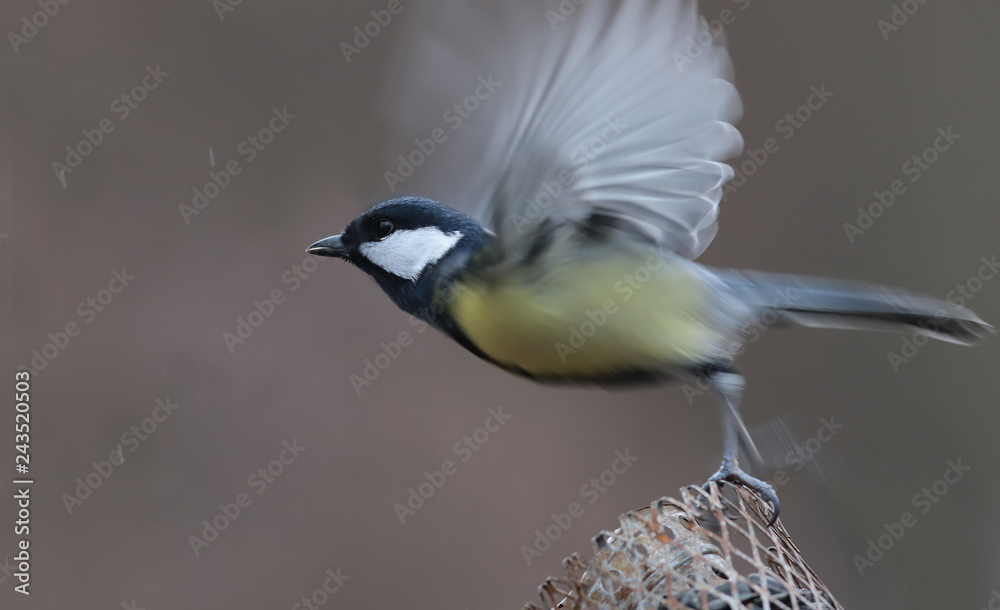 Fototapeta premium Big Titu takes off up from the feeder ...