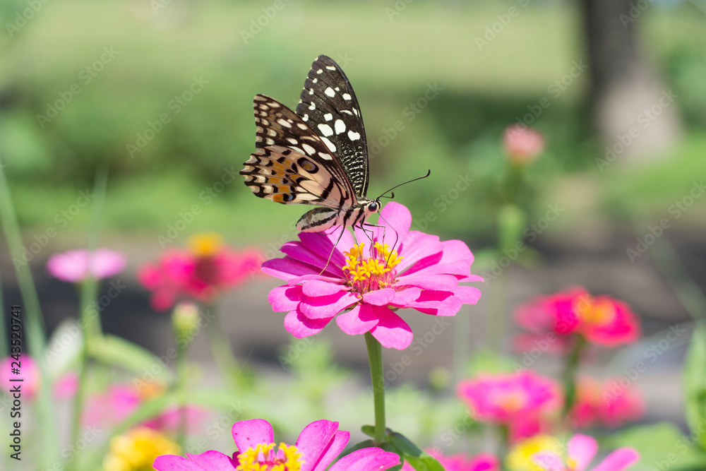 Fototapeta premium Butterflies in a beautiful flower garden