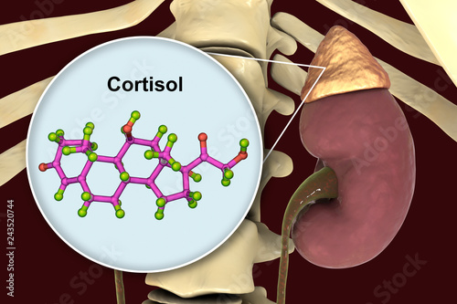 Molecule of cortisol hormone and adrenal gland photo