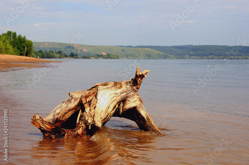bizarre stump shape on the river bank