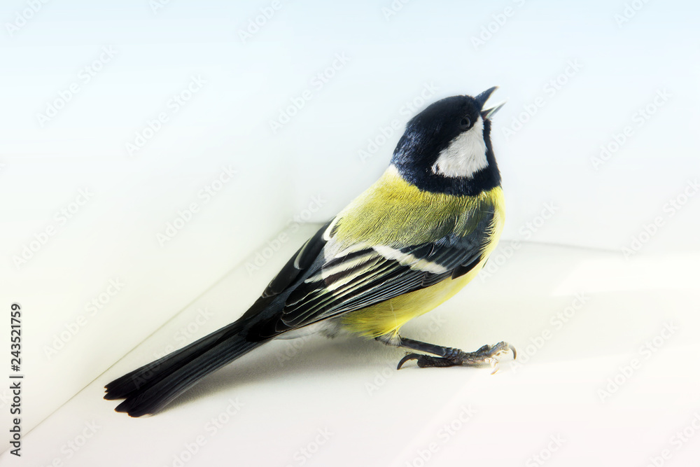Fototapeta premium Parus major. Bird on the window