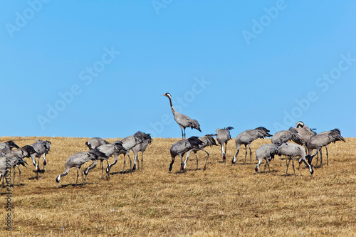 Common Cranes © Lars Johansson