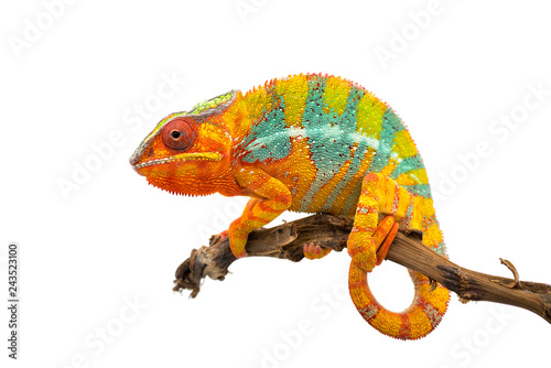 Fényképezés Yellow blue lizard Panther chameleon isolated on white background