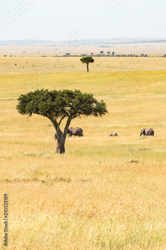 Elephants walking on the savannah with a single tree