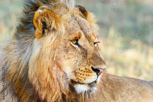 Fototapeta Naklejka Na Ścianę i Meble -  Portrait of a wild Lion male