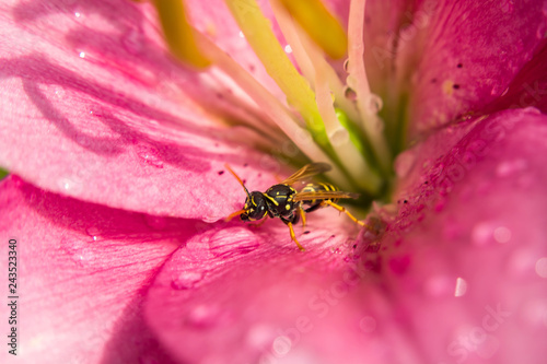 Wasp in the middle of a pink lily flower