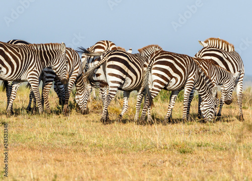 Flock of Zebras grazing on the savannah