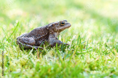 European common toad sitting in the grass at sunny day. (Bufo bufo). Selective, soft focus. 