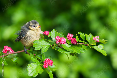 Leinwand Poster Young blue tit sitting on the branch of blooming red thorn
