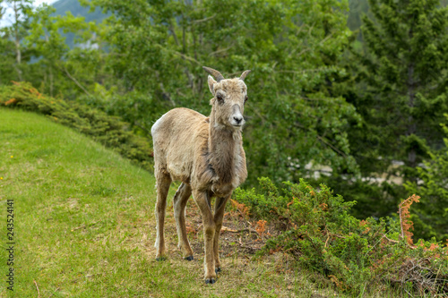 Young Female Bighorn Sheep - A cute female Rocky Mountain Bighorn Sheep standing on a green meadow at edge of a mountain forest on a cloudy Spring morning  Banff National Park  Alberta  Canada.